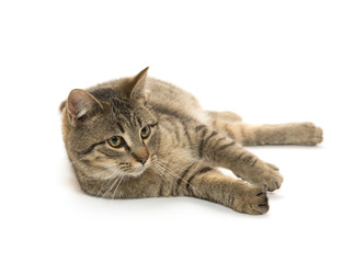 Obraz premium Cute tabby cat