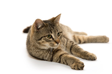 Obraz premium Cute tabby cat
