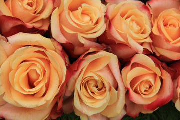 Multicolored wedding roses