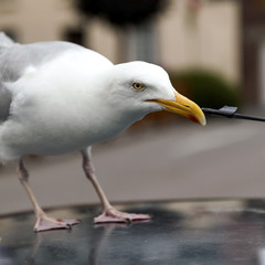 Goéland sur le toit d'une voiture