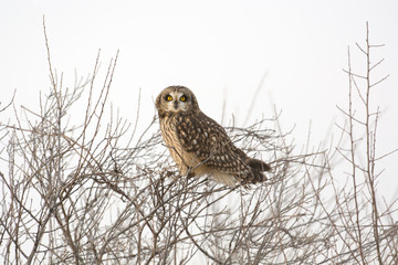 Short Eared Owl