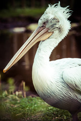 A Pelican Sitting on the grass.