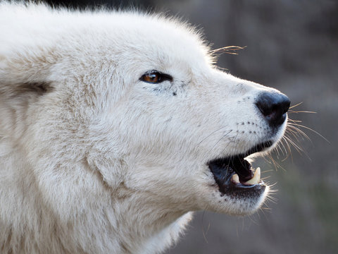 Howling white Hudson Bay Wolf