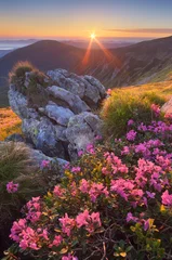 Gartenposter Dawn with flowers in the mountains © Oleksandr Kotenko