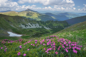 Fototapeta premium Rhododendron flowers in the mountains