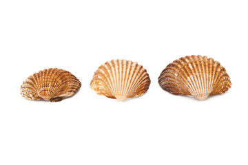 seashells isolated on white background, crustaceans