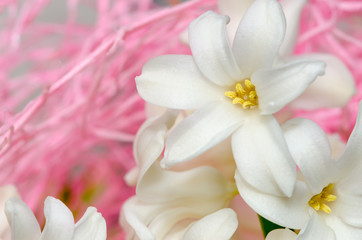 white hyacinth