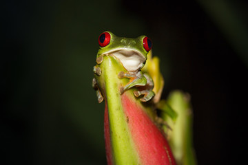 Obraz premium Red-eyed Tree Frog (Agalychnis Callidryas), Costa Rica