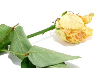 faded yellow rose