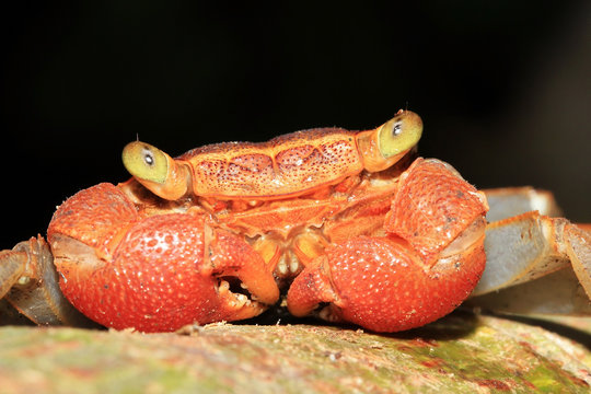 Rainforest Canopy Crab