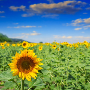 sunflower yellow head on a blur sky background
