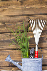 Chives with garden tools