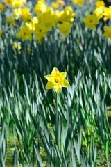 Obraz premium Small single daffodil