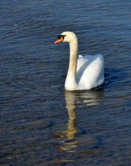 Fototapeta premium cygne