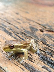 baby frog