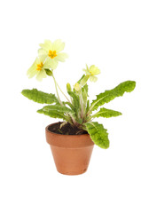 Primrose