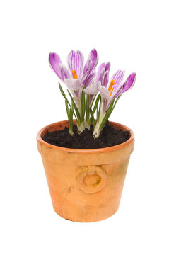 Crocus In Pot