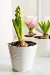 hyacinth buds in white pots