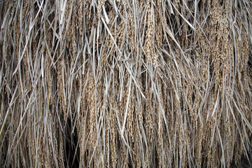 Drying rice after harvest