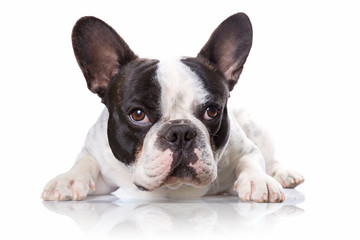 French bulldog isolated on white background