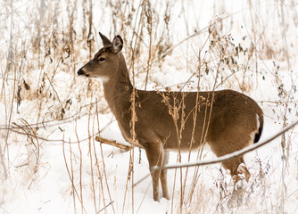 Fototapeta premium White Tailed Deer