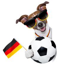 brazil  fifa world cup  dog