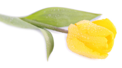 Naklejka na ściany i meble Yellow tulip close-up