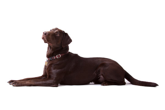 Chocolate Labrador Dog on white background