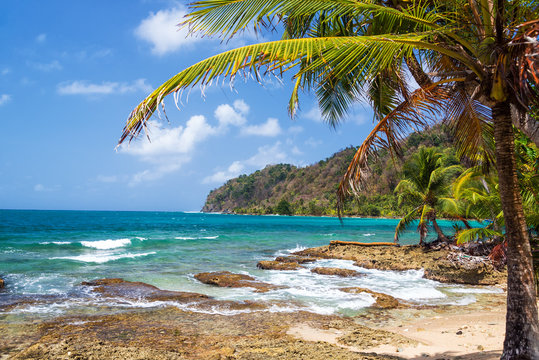 Palm Tree and Caribbean Sea