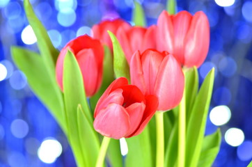 piękne czerwone tulipany na tle bokeh