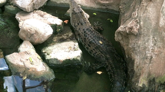 Scene with crocodile