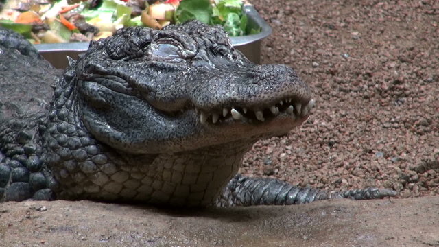 Scene with crocodile