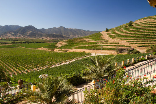 Santa Cruz Vineyard In Santa Cruz Valley Chile