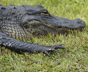 Alligator