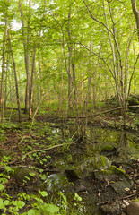 Forest with wet area after rain