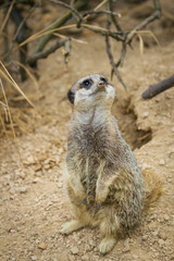 Fototapeta premium meerkats mongoose observing
