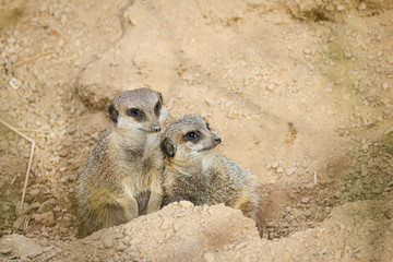 meerkats mongoose observing