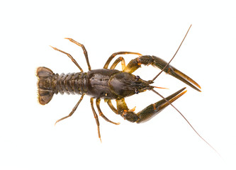 Crayfish