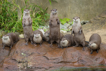 Lovely playful otters in symmetrical stand
