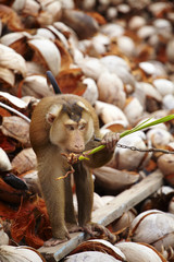 brown monkey and dry coconut