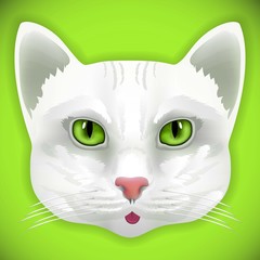 Cat white