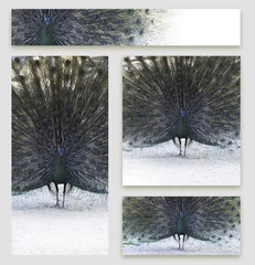 Crédence de cuisine en verre imprimé Paon Set of business cards design with peacock