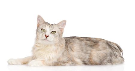 Obraz premium mixed breed cat looking at camera. isolated on white background