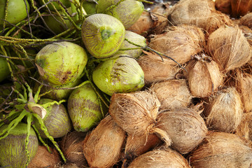 green and brown coconut in sun light