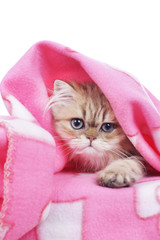 Cat under blanket