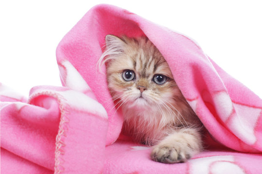 Cat Under Blanket