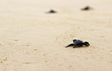 Little turtles goes to freedom in ocean, Sri Lanka