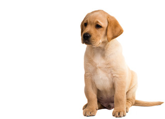 labrador puppy isolated