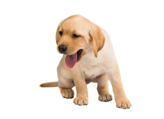 labrador puppy isolated