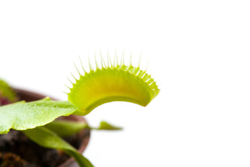 Venus flytrap plant, isolated on white